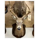 Shoulder Mount 7-pt. Whitetail Deer