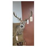Shoulder Mount 11-pt. Whitetail Deer