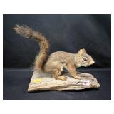 Taxidermy Squirrel