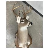 Shoulder Mount 11-pt. Whitetail Deer