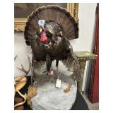 Full-Body Taxidermy Wild Turkey