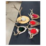 Mounted Whitetail Deer Antlers