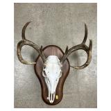 European Mount of Whitetail Deer