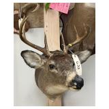 Shoulder Mount 8-pt. Piebald Whitetail Deer