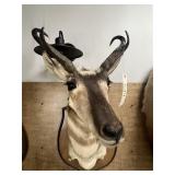 Taxidermy Mounted Pronghorn