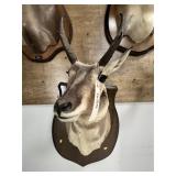 Shoulder Mounted Pronghorn