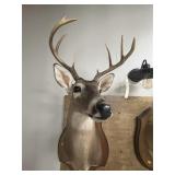 Taxidermy 8-pt. Whitetail Deer