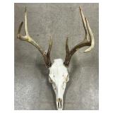 European Mount of Whitetail Deer