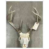 European Mount of Whitetail Deer