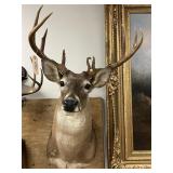 Taxidermy 10-pt. Whitetail Deer