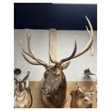 Taxidermy Shoulder Mount Elk