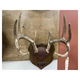 Mounted Whitetail Deer Antlers