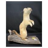 Taxidermy Weasel