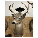 Taxidermy 9-pt. Whitetail Deer