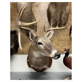 Taxidermy 8-pt. Whitetail Deer