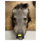 Taxidermy Javelina