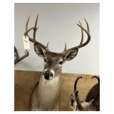 Taxidermy 10-pt. Whitetail Deer