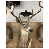 Shoulder Mount 10-pt. Whitetail Deer