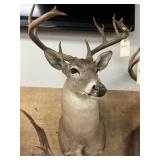 Taxidermy 13-pt. Whitetail Deer