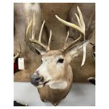 Taxidermy 13-pt. Whitetail Deer
