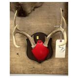 Mounted Whitetail Deer Antlers
