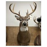 Shoulder Mount 10-pt. Whitetail Deer