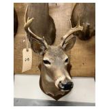 Shoulder Mount 8-pt. Whitetail Deer