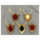 Mounted Whitetail Deer Antlers