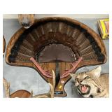 Mounted Wild Turkey Fan