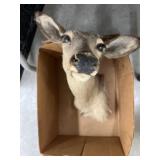 Taxidermy Whitetail Deer