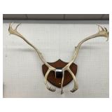 Mounted Caribou Antlers