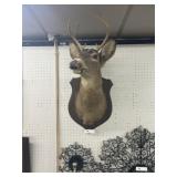 Taxidermy White Tailed Deer