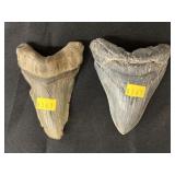 2 Possibly Massive Prehistoric Shark Teeth