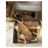 Whitetail Deer Antlers