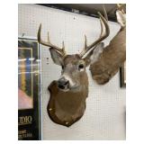 2 9pt. Taxidermy Shoulder Mount White Tail Deer
