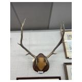 Mountain Elk Antler