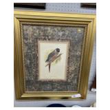 Framed Conure Print