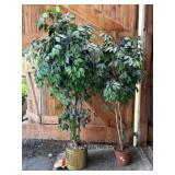 (2) Potted Ficus Benjamina Trees