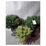 (2) Topiary Trees & Small Bush