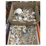 Assorted Seashells