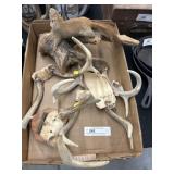 White Tailed Deer Antlers w/ Taxidermy Squirrel