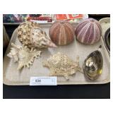 Assorted Sea Shells