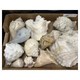 Asst. Seashells