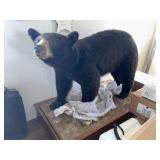 Full Bodied Taxidermy Bear