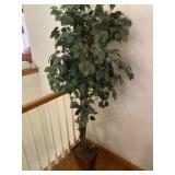 Ficus Tree
