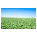Tract 1 - 81.8 Acres in Scott Twp, Sec. 7
