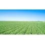 218.50 Acres m/l in Buena Vista County, IA