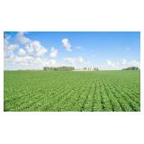 Tract 1-79.39 Acres in Vernon Twp, Sec. 33
