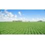 158.77 Acres in Palo Alto County, Iowa