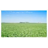 Tract 1: 85.23 Acres in Sheridan Twp, Sec. 27